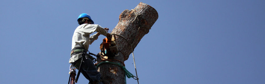 Tree Service Ocala fl